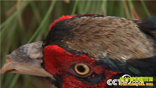 [�¸���]Ů��������ɽ ����׬��Ұ�Ƹ� 20180829 