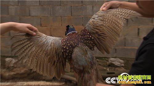 [�¸���]Ů��������ɽ ����׬��Ұ�Ƹ� 20180829 