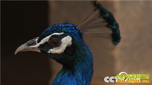 [�¸���]Ů��������ɽ ����׬��Ұ�Ƹ� 20180829 