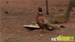 [�¸���]���ϸ���Ů����ʷ�Ҵ���ɽ������ɽ��׬��Ұ�Ƹ�