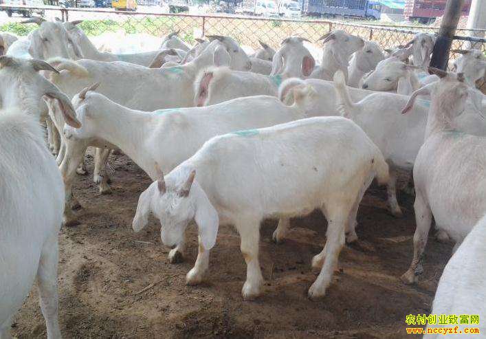 ����̫����������������������ƶ