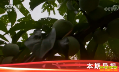 [�Ƽ�Է]ʯͷ���ﳤ��ҡǮ�� ��������ֲЧ���