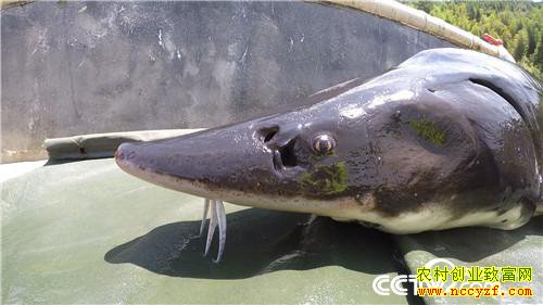 [�¸���]����1000Ԫ������ һ�仰��������ǧ�� 20180904 