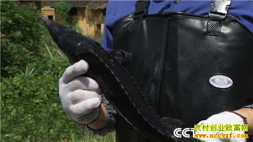 [�¸���]����1000Ԫ������ һ�仰��������ǧ�� 20180904 