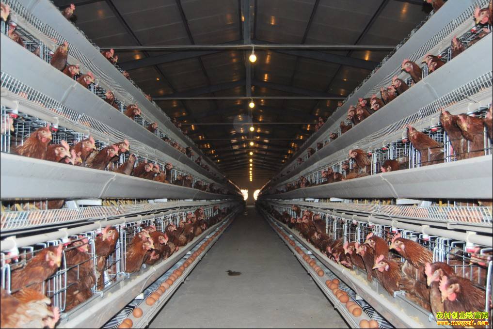 ����������85���������紴ҵ�������� �Զ�������Ч���