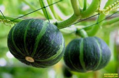 �����Ϲϼ۸�һ��20Ԫ����ֲ�����Ϲ����ؾ�