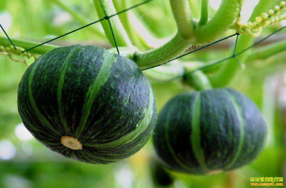 �����Ϲϼ۸�һ��20Ԫ����ֲ�����Ϲ����ؾ�