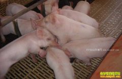 �µ������ڻ��ٴ�������2018�°��������۸�Ԥ��