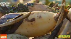 [�Ƽ�Է]ɽ��ƽ���ضŽ�����������źһĶ���붥��Ķ