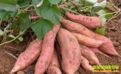 ɽ����������������ֲ���������ع����г�