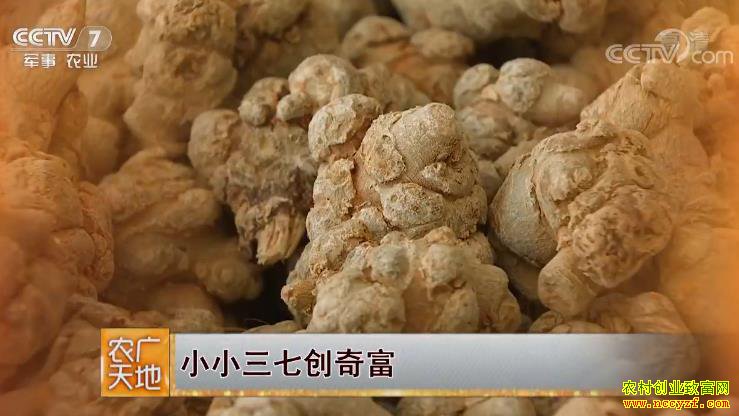 [ũ�����]������ɽ��������ֲ���ߵ��¸��ؼ�