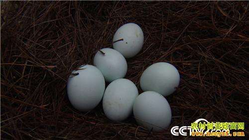 [�¸���]���ݳ�˳�ء������硱�������������̿ǵ�����ǧ��Ԫ