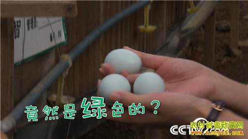 [�¸���]���ݳ�˳�ء������硱�������������̿ǵ�����ǧ��Ԫ