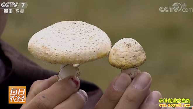 [ÿ��ũ��]ѩ���ԭ�ϵĻƹ��Ƹ� 20180911