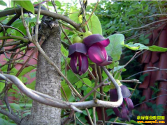 ��ֲʲô��ҩ����׬Ǯ����ֲ��Щ��ҩ������ɴ�30��Ԫ