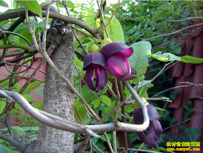 ��ҩ�ĺ���ͼƬ