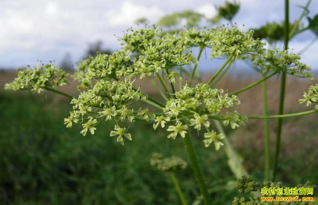 ������ֲʱ��