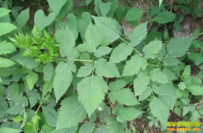 �������༼��