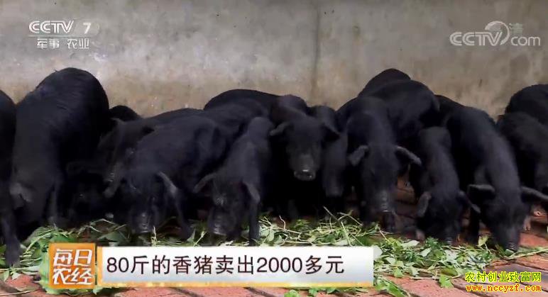 [ÿ��ũ��]80�����������2000��Ԫ ��ֳ�ٲ���Ч���