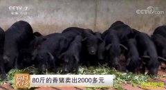 [ÿ��ũ��]80�����������2000��Ԫ ��ֳ�ٲ���Ч���