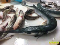 ���ʼ۸�����ߵ� ���ײ˼ۡ�С���ʳ��������ȵ�