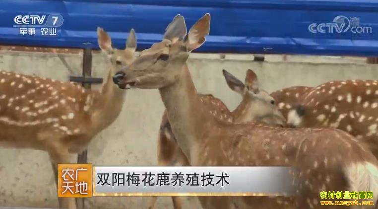 [ũ�����]���ֳ�������Ȩ��ֳ˫��÷��¹���¸��ؼ�