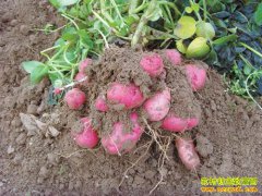 ��ɫ������ת�����𣿲�ɫ�����۸���������ܷ���������Ϊʲô��