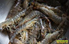 ��ֳ��ΧϺ׬Ǯ�𣿻�ΧϺ��ֳǰ������