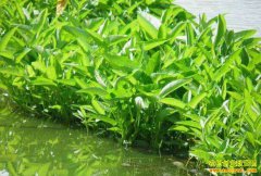 �Ĵ�������������ˮ�������߲��� �����·��