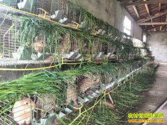 ���ݿ�����ũ�������ַ��紴ҵ��ֳ��ë��