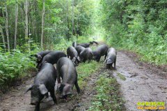 ������ɽ��������ɽ�ַ������������á�Ǯ����