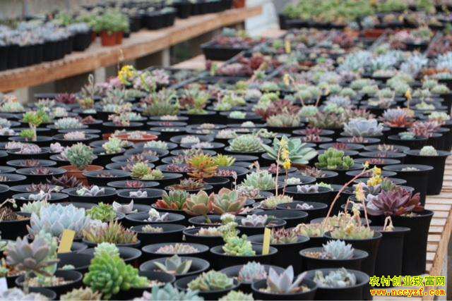 �����ϴ���ѧ����С�����紴ҵ��ֲ������·��