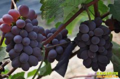 ��������������������ֲ�¸�������á��г��������������