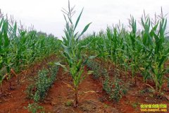 ũ����������ֲ ����ַ��� ����������ֲģʽЧ���