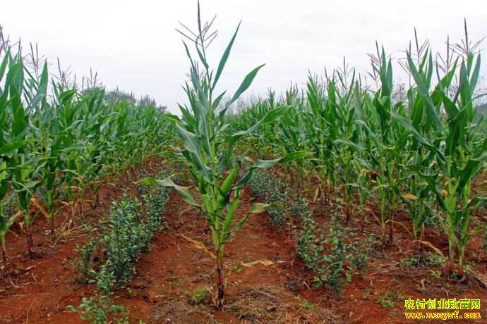 ũ����������ֲ ����ַ��� ����������ֲģʽЧ���