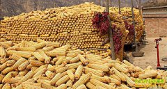 ���׼���������������������ƭ��Ƶ��ũ�壬�����ϵ���