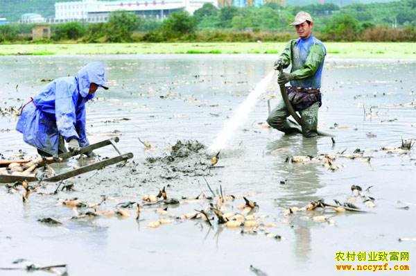 �Ĵ��������˴���ֲ��ź��ѹˮǹ����ʡʱʡ����Ч��