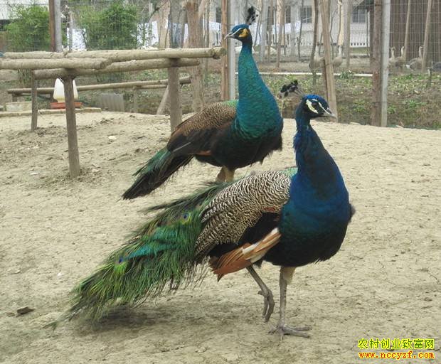 �Ĵ���Ԫŷ�߸���ɽ����ȸ�������¸�����