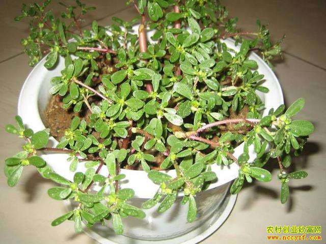 �����人��ũ��������ֲ����Ұ��ÿ��׬2000Ԫ