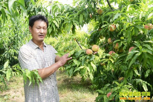 ɽ����ƽ�س������紴ҵ��ֲˮ����Բ�¸���