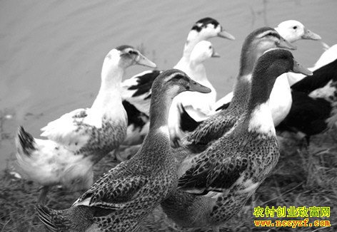 �＾��ѼȺ�������ʵ���ü��� ѼȺ�������ʷ����̸���