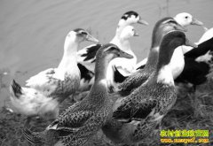 �＾��ѼȺ�������ʵ���ü��� ѼȺ�������ʷ����̸���