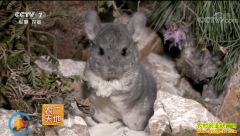 [ũ�����] ���������������涫����ֳ��è������è����