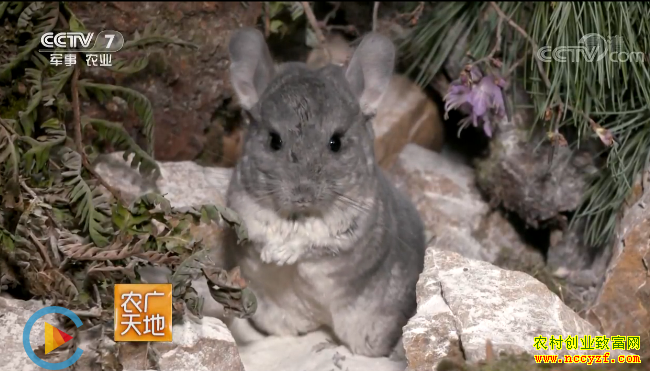 [ũ�����] ���������������涫����ֳ��è������è����