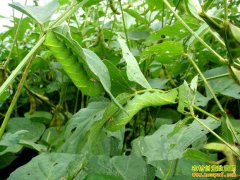 ����̫������������ֳ����Ч���