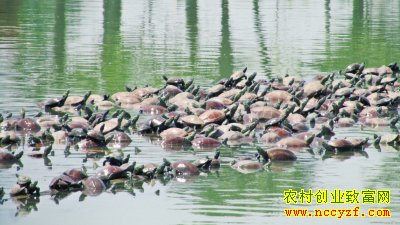 ������ɽ�ֹ����ʢ����רҵ����20��