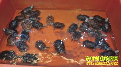 ������ɽ�ֹ����ʢ����רҵ����20��