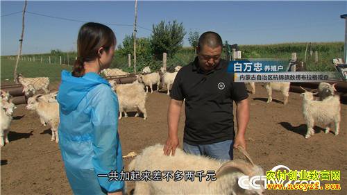 [�¸���]����Ů�������� һֻ��ֵ7000Ԫ 20181011 