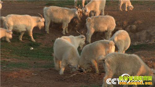 [�¸���]����Ů�������� һֻ��ֵ7000Ԫ 20181011 