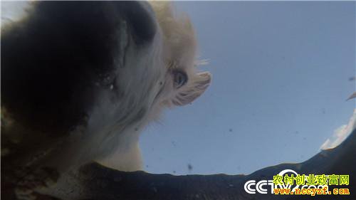 [�¸���]����Ů�������� һֻ��ֵ7000Ԫ 20181011 